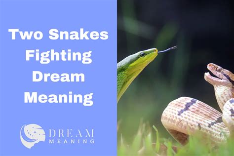 Decoding the Symbolism: What Does it Mean to Dream about Two Snakes Entwined?