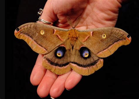 Decoding the Symbolism: What Killing Moths in Dreams Could Signify