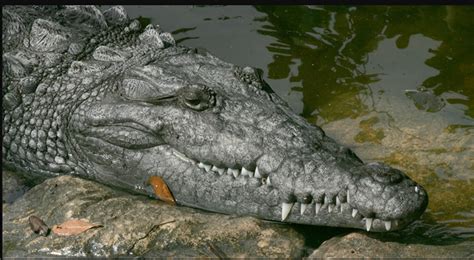 Decoding the Symbolism Behind Dreaming of a Crocodile Birth