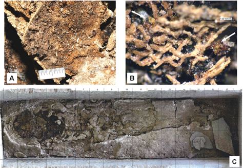 Decoding the Varied Interpretations and Scenarios of Dreams Involving Skeletal Remains Encased in Burial Boxes