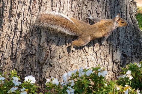 Decrypting the Enigma: Decoding the Language of Infant Rodents