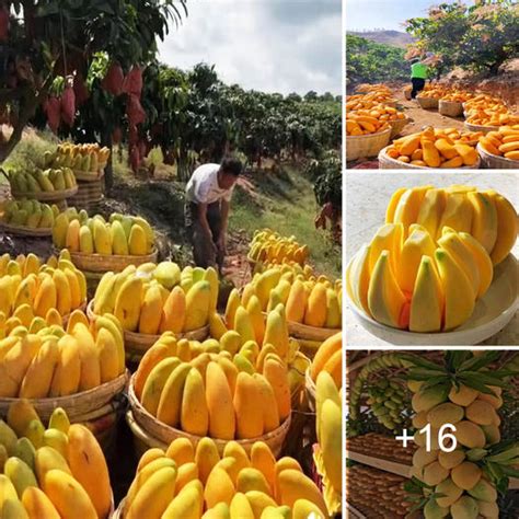 Delightful Culinary Creations Featuring luscious Mangoes