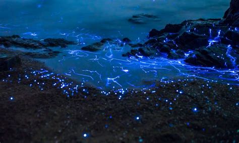 Delving into the Marvels of Bioluminescence