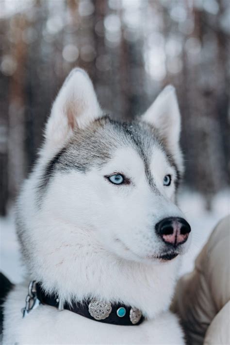 Delving into the Origins of the Siberian Husky Breed