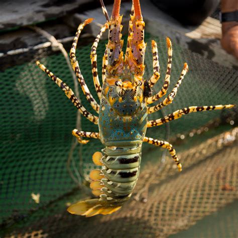 Delving into the Profound Psychological Significance Behind Lobsters and Crabs