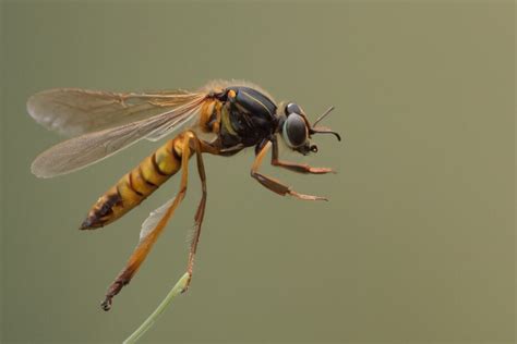 Delving into the Profound Psychological Significance of Wasp Symbolism