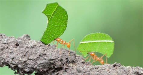 Delving into the Psychological Meanings of Rat and Ant Dreams