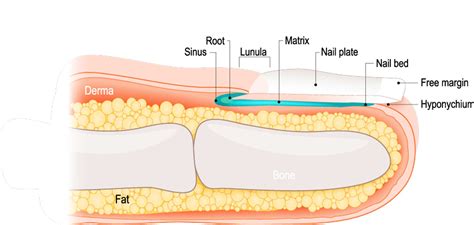 Demystifying the Significance of Bloody Nail Beds