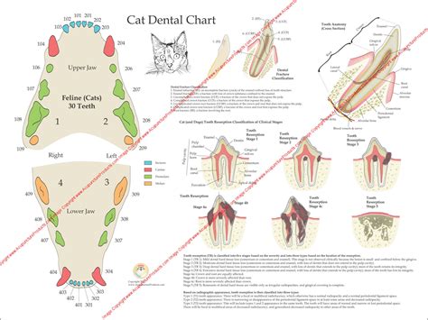 Details of Bj Feline's Years and Elevation