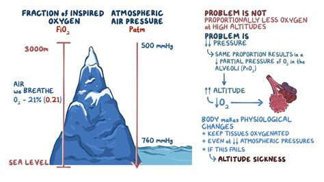 Details on Allison's Time of Birth, Elevation, and Physique