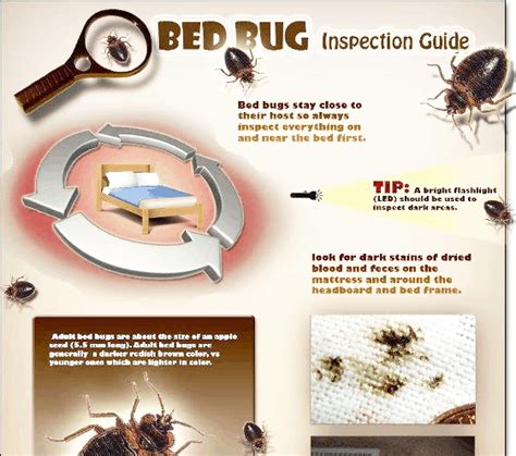 Detecting Bed Bugs: Signs to Look For