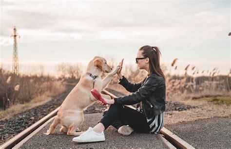 Developing Meaningful Bonds through Animal Companionship