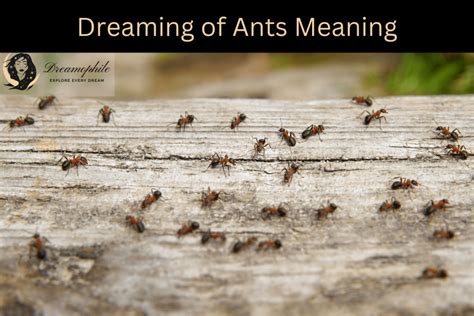 Different Approaches to Decoding Ants Combat Dreams