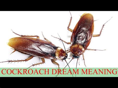 Different Interpretations of Eliminating a Cockroach in Dreams