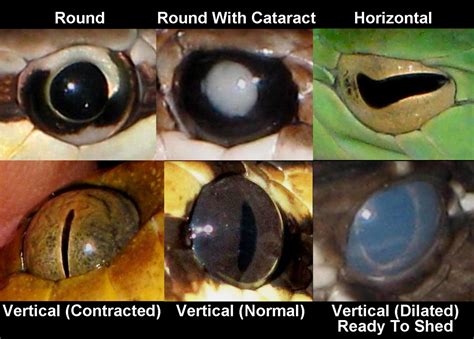 Different Interpretations of Serpent Visions