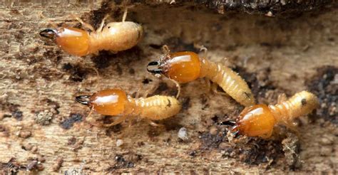 Different Types of Dreams related to Observing Termite Activity