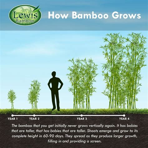 Discover Bamboo's Years on Earth