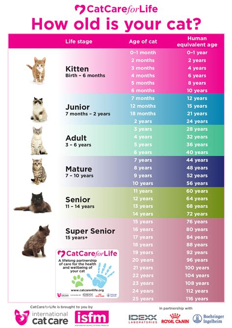 Discover Cat Anne's Age and Birthday