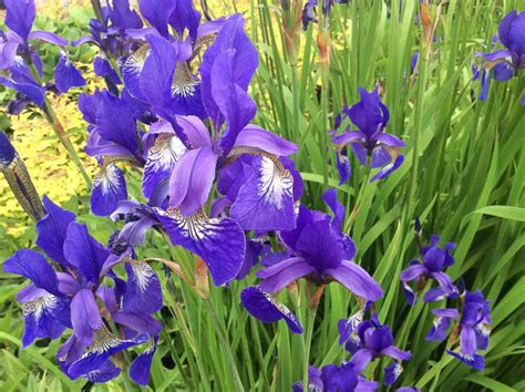 Discover More About The Fascinating Life of Iris