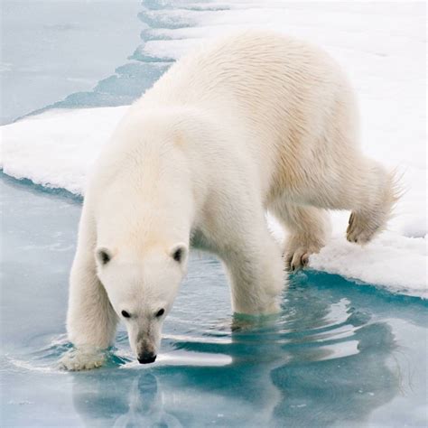 Discover Your Inner Polar Bear: Thrilling Expeditions for the Fearless