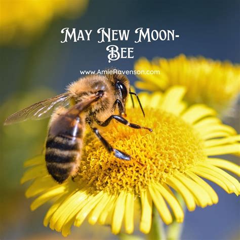 Discover how tall Moon Bee is