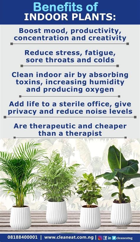 Discover the Advantages of Cultivating Indoor Greenery