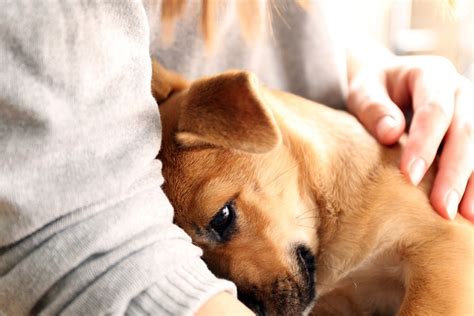 Discover the Calming Effects of Puppy Snuggling to Alleviate Stress and Anxiety