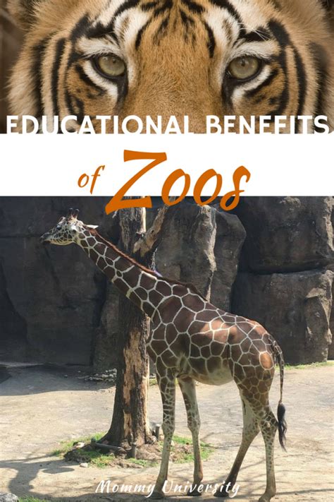 Discover the Educational and Entertaining Benefits of Exploring a Zoo