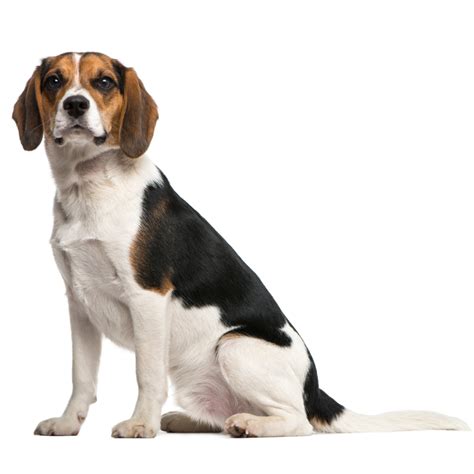 Discover the Enchanting Appeal of Beloved Beagle Companions