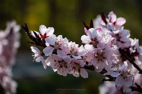 Discover the Enchantment of Blooming Peach Trees