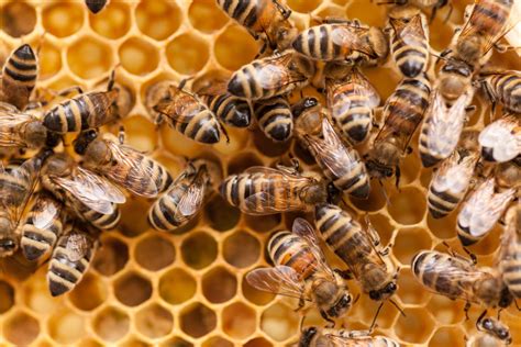 Discover the Fascinating World of Honey Bees