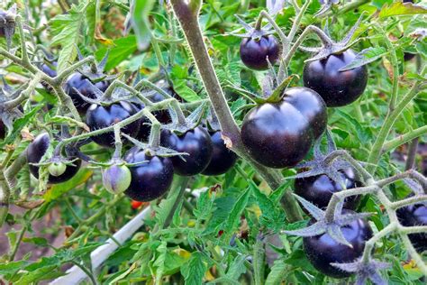 Discover the Fascinating World of Tomato Varieties