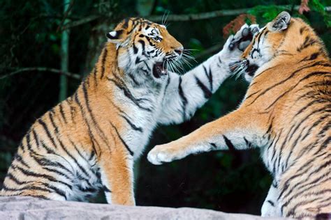 Discover the Happiness of Connecting With Young Tigers