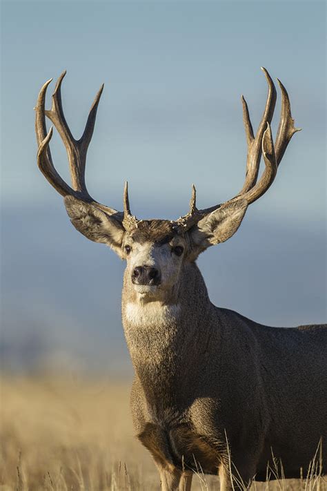 Discover the Power and Influence of Majestic Bucks in Your Dreams