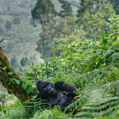 Discover the Thrill: Embark on an Unforgettable Gorilla Encounter