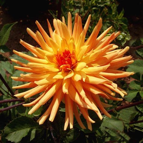 Discover the Total Wealth of Dahlia Star