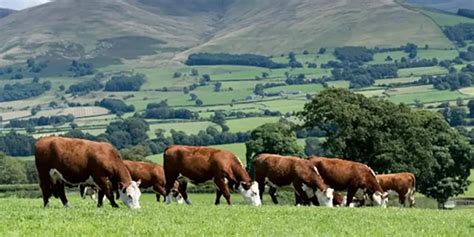 Discover the Tranquility of Clearing Farm: A Sanctuary from the Turmoil of Everyday Life