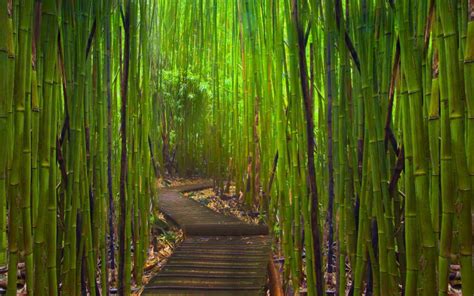 Discover the Tranquility of Strolling across the Bamboo Pathway