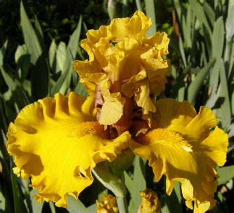 Discover the Wealth of Stunning Lady Iris