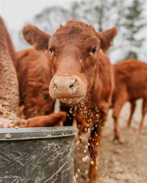 Discovering Connections between Cow Kicking Dreams and Real-Life Scenarios