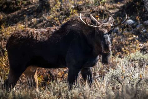 Discovering Moose Habitats: Uncovering Promising Areas