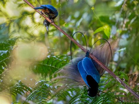 Discovering New Species: The Ongoing Research into the Enigmatic Bird Of Paradise