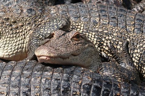 Discovering Valuable Insights from Holding a Ferocious Reptile