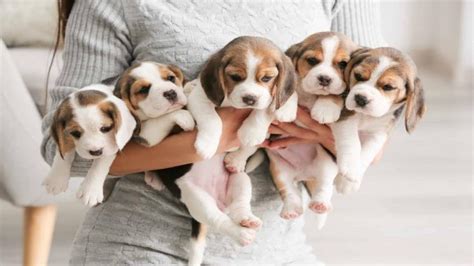 Discovering Your Ideal Companion: Tips for Choosing the Perfect Beagle