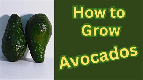 Discovering Your Inner Avocado Enthusiast: Steps to Cultivating a Taste for Excellence