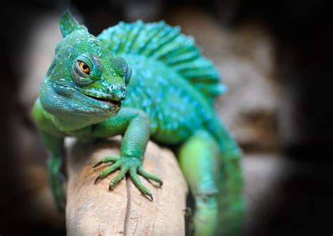 Discovering the Deeper Meaning: Exploring the Significance of Dreaming about Embracing a Reptile