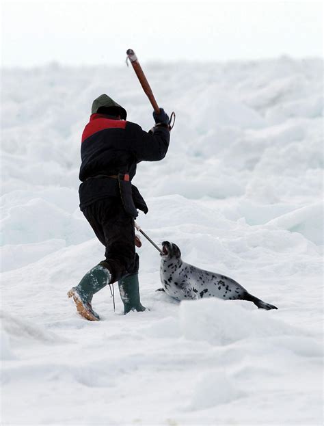 Discovering the Deeper Significance: Embracing and Decoding the Enigmatic Symbolism Behind Harp Seal Hunting Nightmares