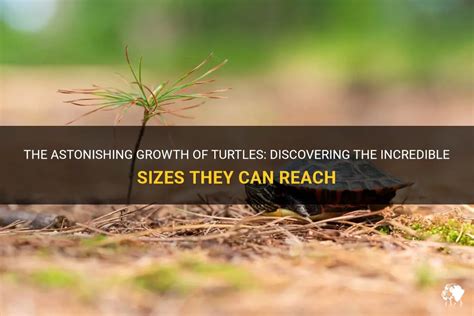 Discovering the Deeper Significance: Loss, Turtles, and Personal Growth