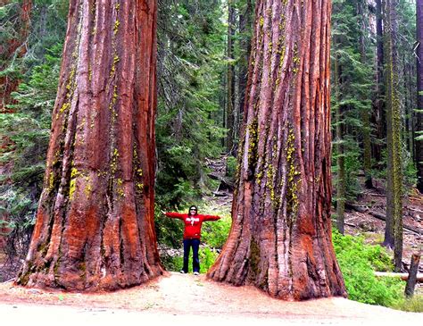 Discovering the Enchanted Forests of Mighty Sequoias