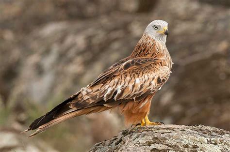 Discovering the Enchanting Red Kite Bird: Ideal Spots for Observation